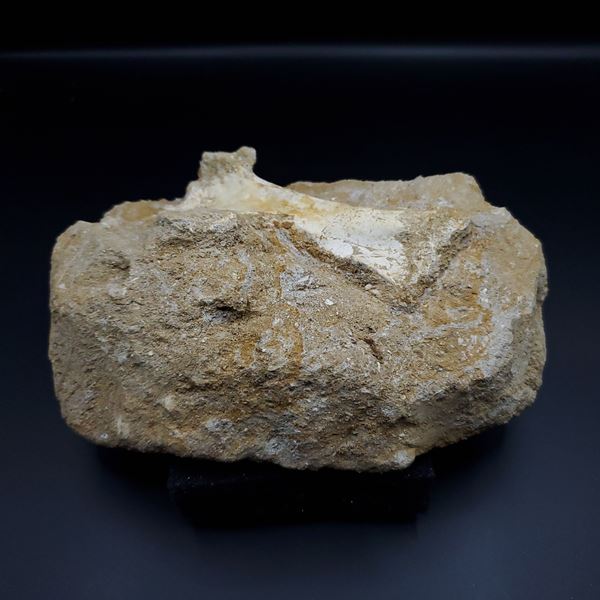 希少 翼竜 アルシオーネ 骨 化石 本物 モロッコ産 175.44mm yk1 www