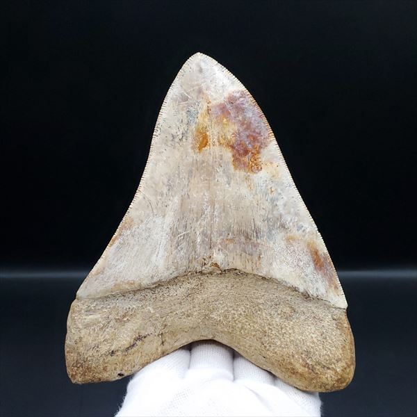 極上 メガロドン 歯 化石 プレゼント 本物 インドネシア ギフト mg11