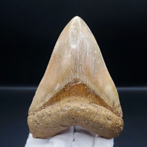 極上 メガロドン 歯 ギフト インドネシア 化石 プレゼント 本物 mg12