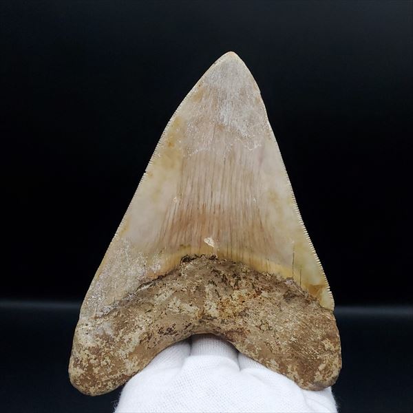 極上 メガロドン 歯 ギフト インドネシア 化石 プレゼント 本物 mg7