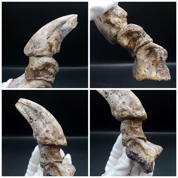 博物館級 アランカ 翼竜 爪 化石 本物 モロッコ産 61.84mm fr67