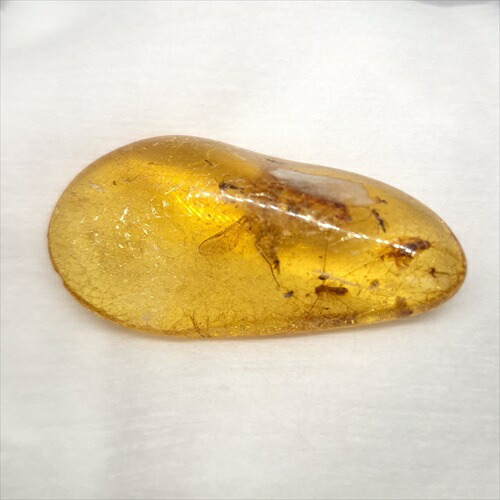 楽天市場】【送料無料】【琥珀/虫入り/anber化石】 美品 虫入り琥珀