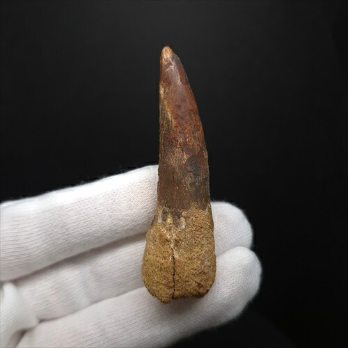 楽天市場】【送料無料】【スコミムス/化石/歯/恐竜】希少 スコミムス