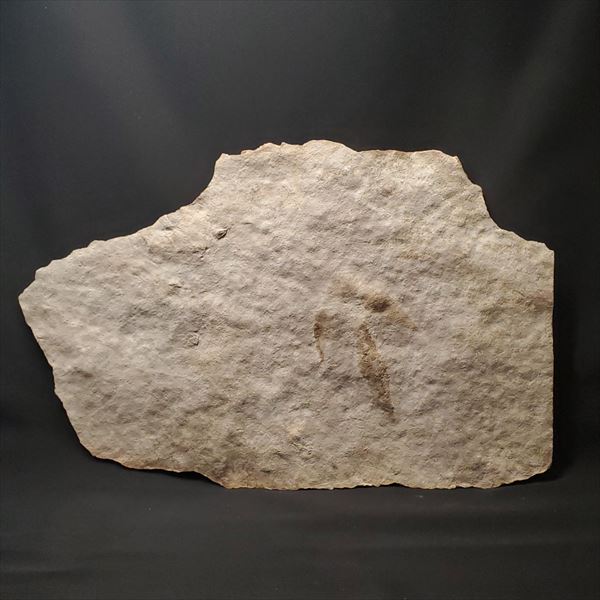 希少 グラレーター 恐竜 足跡 化石 本物 フランス産 430mm プレゼント