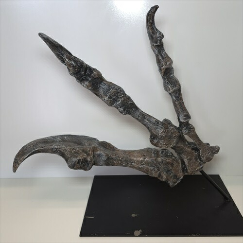 【送料無料】【アロサウルス /恐竜/化石】  アロサウルス  爪 化石 レプリカ 約 380mm プレゼント ギフト arr22
