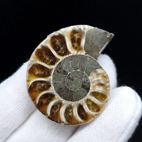 楽天市場】【送料無料】【アンモナイト/化石】 美品 アンモナイト