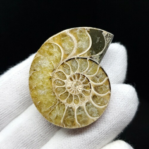 楽天市場】【送料無料】【アンモナイト/化石】 美品 アンモナイト