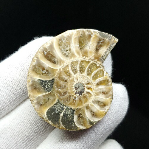 楽天市場】【送料無料】【アンモナイト/化石】 美品 アンモナイト