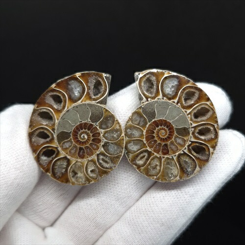 楽天市場】【送料無料】【アンモナイト/化石】 美品 アンモナイト