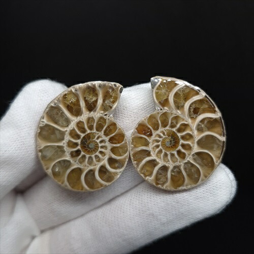 楽天市場】【送料無料】【アンモナイト/化石】 美品 アンモナイト