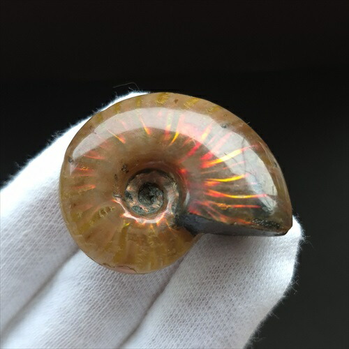 楽天市場】【送料無料】【アンモナイト/化石】大型 アンモナイト 化石