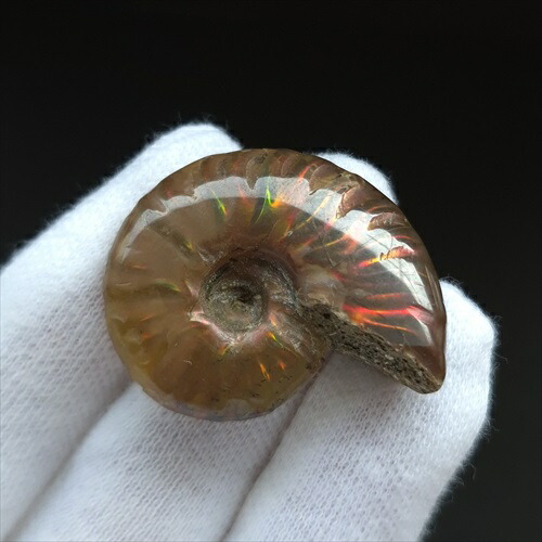 楽天市場】【送料無料】【アンモナイト/化石】 美品 アンモナイト