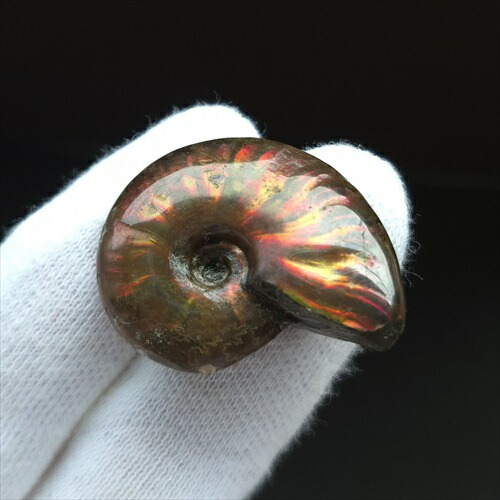 楽天市場】【送料無料】【アンモナイト/化石】 美品 アンモナイト