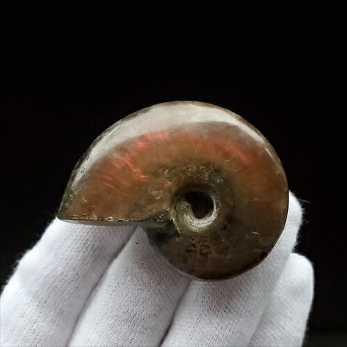 楽天市場】【送料無料】【虹色/アンモナイト/化石】 美品 アンモナイト