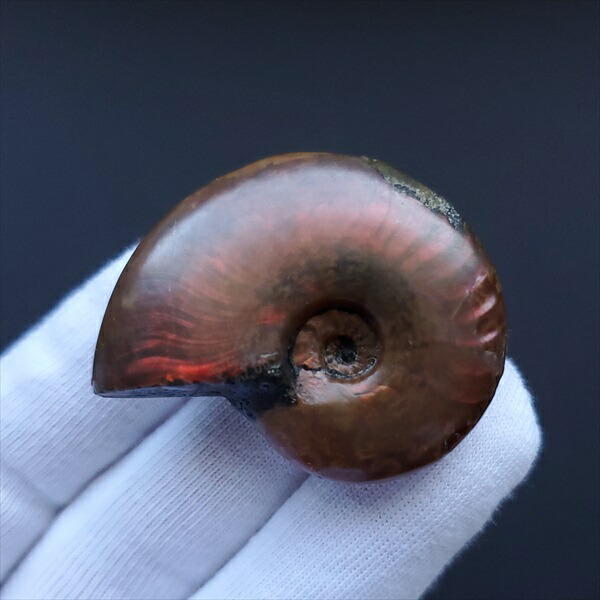 楽天市場】【送料無料】【虹色/アンモナイト/化石】 美品 アンモナイト