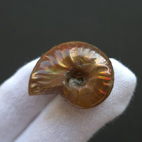 楽天市場】【送料無料】【アンモナイト/化石】 美品 アンモナイト