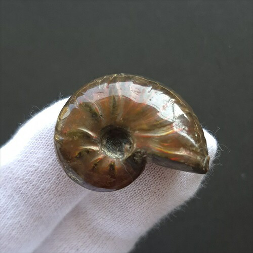 ueshin 出品 アンモナイト4点 楽天市場】【送料無料】【アンモナイト/化石】 美品 アンモナイト