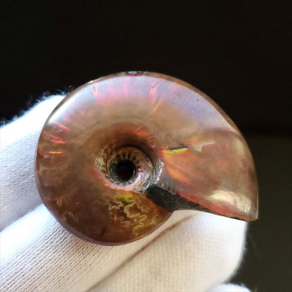 楽天市場】【送料無料】【モササウルス/化石/歯/恐竜】 グロビデンス