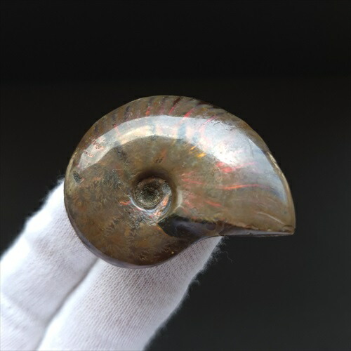 ヤスビネス　　マダガスカル産　アンモナイト化石　天然石　虹色　未使用保管品 楽天市場】【マダガスカル産最高品質】アンモナイト 化石 虹