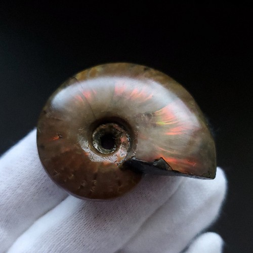 楽天市場】【送料無料】【虹色/アンモナイト/化石】 美品