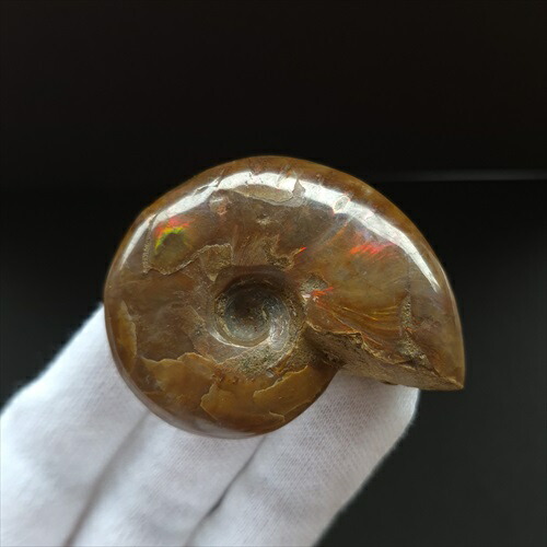 楽天市場】【送料無料】アンモナイト 超大型黄鉄鉱化した化石 絶品 約