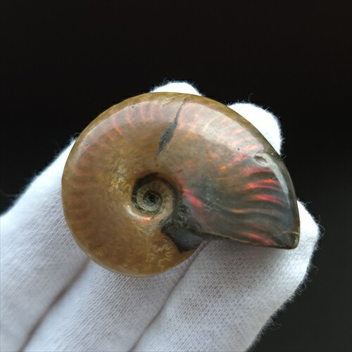 楽天市場】【送料無料】【アンモナイト/化石】 美品 アンモナイト