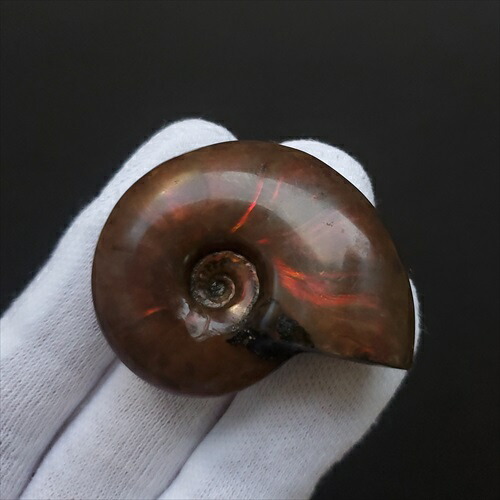 楽天市場】【送料無料】【虹色/アンモナイト/化石】 美品