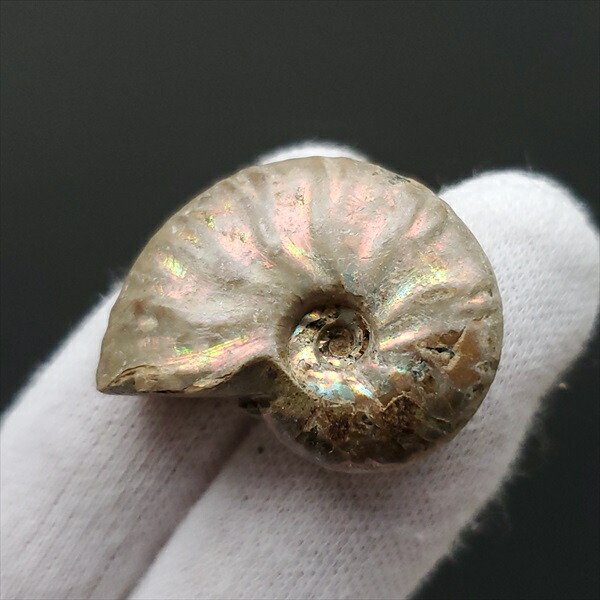 楽天市場】形状お任せ マダガスカル産 虹色アンモナイト M 1個 白