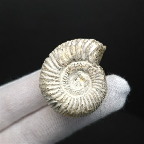 楽天市場】【送料無料】【アンモナイト/ペリスフィンクテス/化石】美品