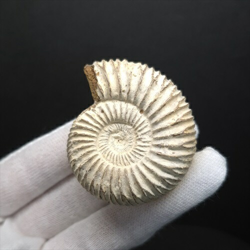 楽天市場】【送料無料】【アンモナイト/ペリスフィンクテス/化石】美品