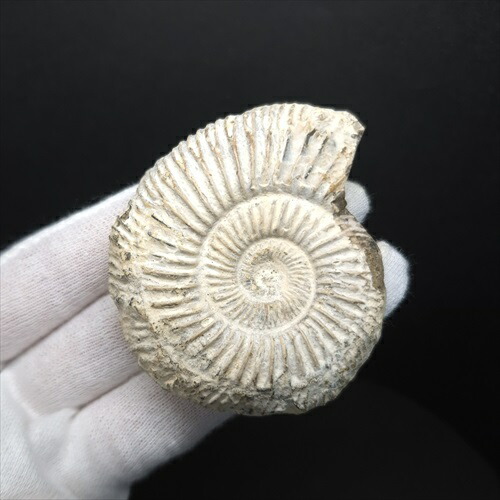 アンモナイト 本物 化石セブン史上最大級！50センチ級！滅多に見ることができない巨大な