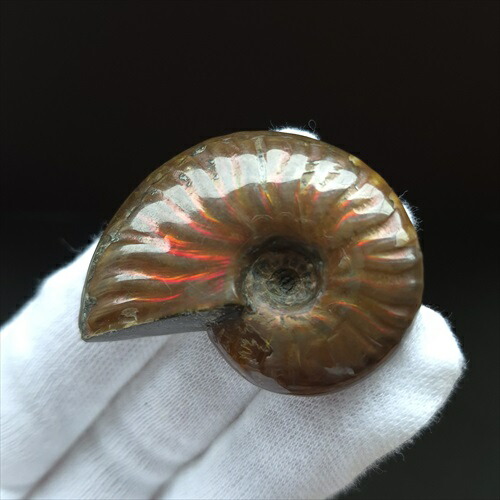 楽天市場】【送料無料】【アンモナイト/化石】 美品 アンモナイト