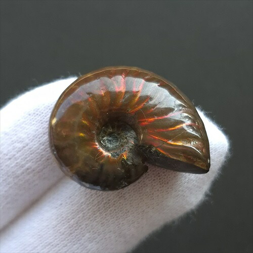 楽天市場】【送料無料】【アンモナイト/化石】 美品 アンモナイト