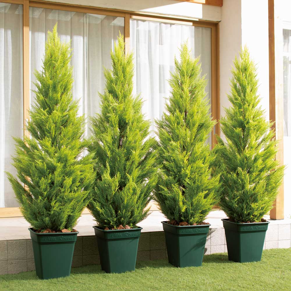 【クーポン7月26日迄】 人工観葉植物ゴールドクレスト 180cm お得な2本組 フェイク インテリアグリーン 人工観葉植物 造花 G03108 ＼LINE友だち登録でクーポン／｜ディノス家具 店