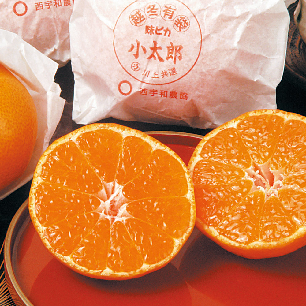 みかん太郎 静岡県産 JAふじ伊豆 西浦柑橘出荷部会 寿太郎みかん LからS