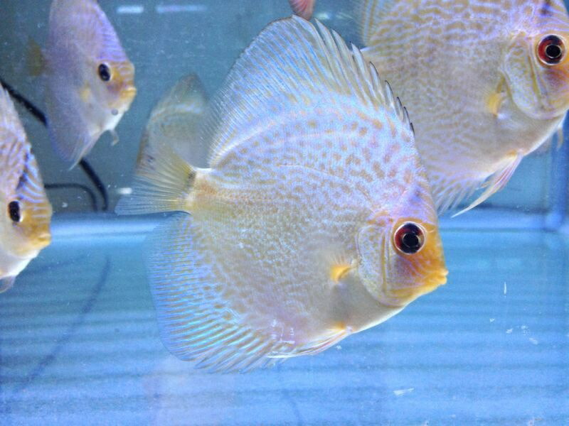 超歓迎 熱帯魚 ディスカス 生体 ブルー アナコンダ ディスカス 6cm 2匹セット 613番 水槽番号 087 送料込 Lexusoman Com