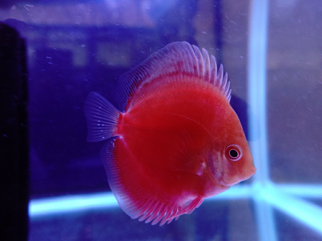 熱帯魚 ディスカス 生体 お買い得 セット フラミンゴ レッド ディスカス 6cm 2匹セット 562番 水槽番号 117 Napierprison Com