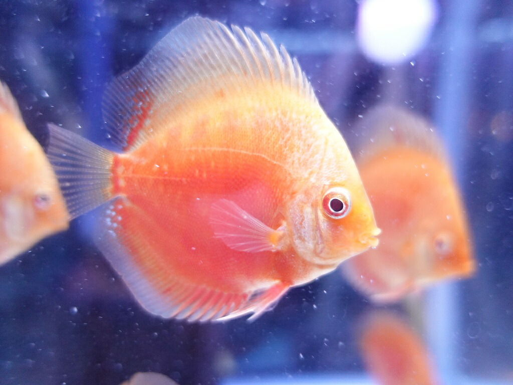 楽天市場 水質調整剤 ディスクアンドディスク楽天市場店