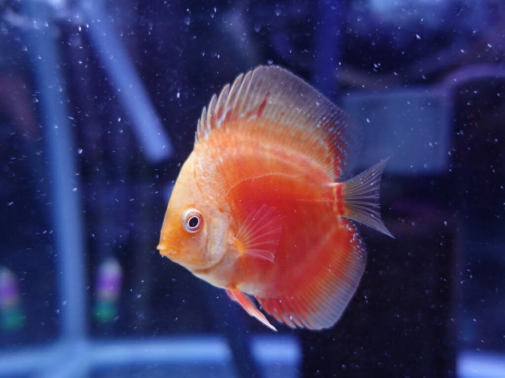 熱帯魚 ディスカス 生体 お買い得 セット フラミンゴ レッド ディスカス 6cm 2匹セット 562番 水槽番号 117 Napierprison Com