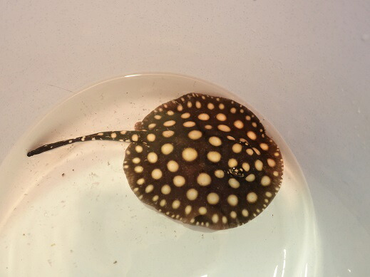 楽天市場 熱帯魚 淡水 エイ 生体 純血 ブラックダイヤモンドポルカドット 個体 12cm E012番 水槽番号 05 ディスクアンドディスク楽天市場店