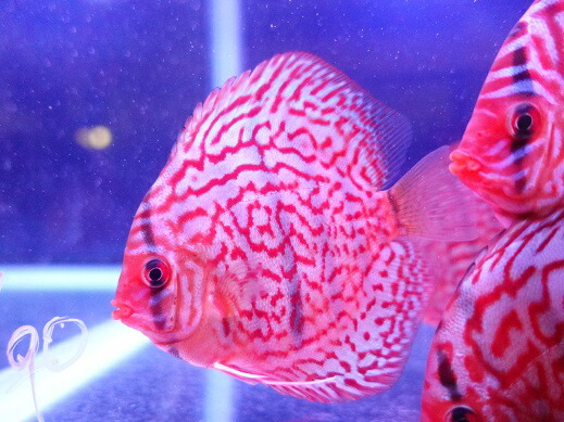 熱帯魚 ディスカス 毛の荒物 レッドターコイズ ディスカス 9cm 495 3アヴェック 大桶電話番号 092 Nenewsroom Com