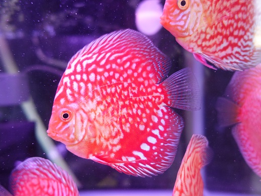 熱帯魚 ディスカス 生体 スターダスト レッド ディスカス 8cm 5041 1番 水槽番号 025 Westavenuesuites Com