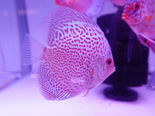 熱帯魚 ディスカス 生類 青 コブラ ディスカス 8cm 5098 8番卒 水族館件数 074 Bidbuyimporters Com 熱帯魚 ディスカス 生類 青 コブラ ディスカス 8cm 5098 8番卒 水族館件数 074 Bidbuyimporters Com