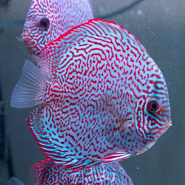 ディスカス 楽天市場】【現地セレクト 】モザイクレッド・ディスカス 11-12cm(5096