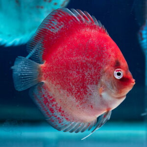 熱帯魚 ディスカス 生体 【ネブラ】現地セレクト 個体 新作 14~15cm±