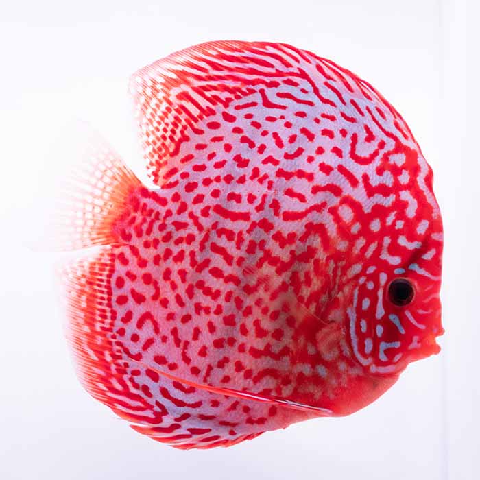 楽天市場】【現地セレクト 】モザイクレッド・ディスカス 11-12cm(5096