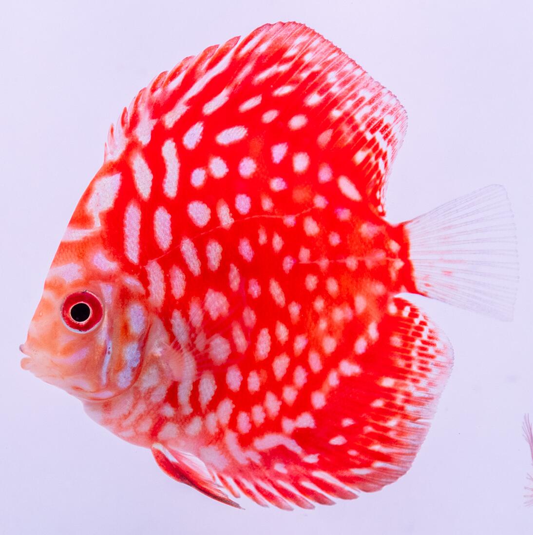楽天市場】熱帯魚 ディスカス 生体 人気【スーパーブルー