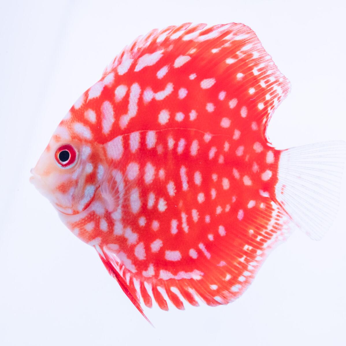 楽天市場】【お買い得3匹セット】熱帯魚 ディスカス 生体