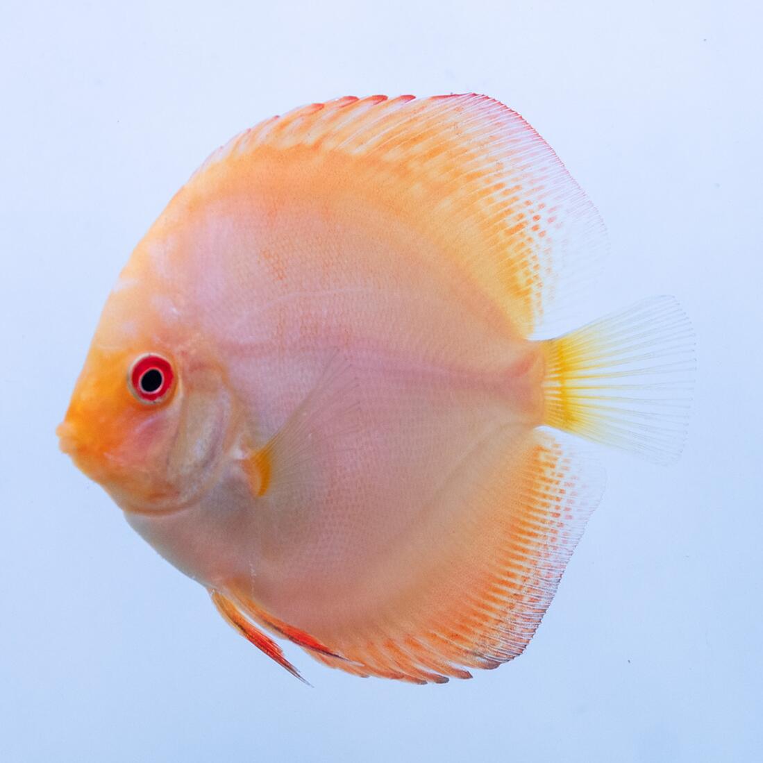 【お買い得2匹セッ）】熱帯魚 ディスカス 生体 【イエローパピオン】 6cm(630-06-02番/水槽番号:085)