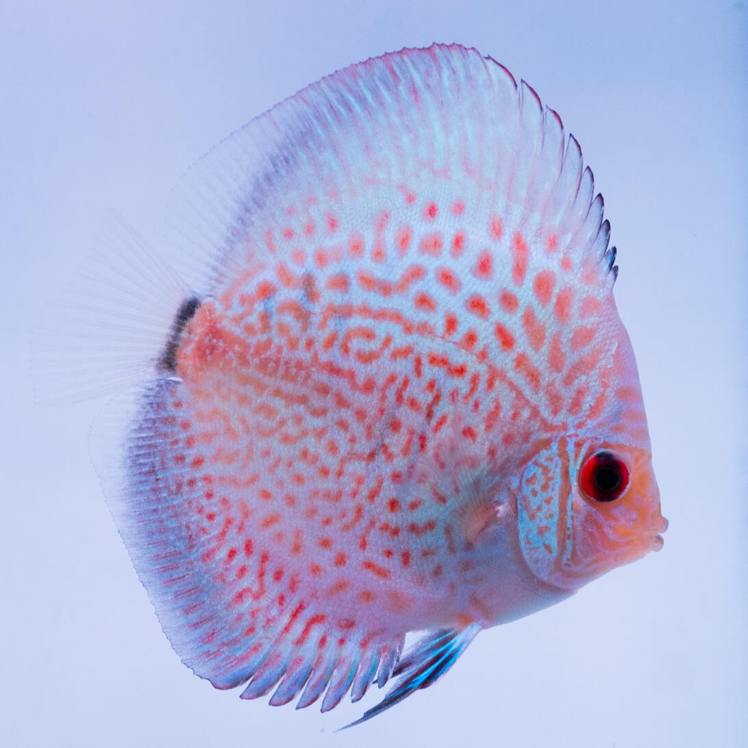 楽天市場】【お買い物マラソン5％OFF】熱帯魚 ディスカス 生体